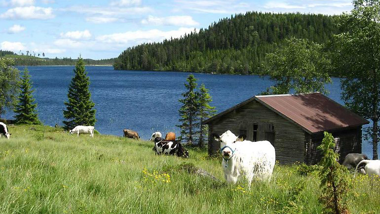 Nysjöns fäbodar i Dalarna. Foto: Förbundet Svensk Fäbodkultur