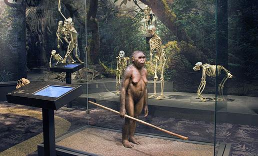 Naturhistoriska riksmuseets utställning Den mänskiliga resan. Foto: Staffan Waerndt