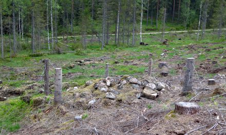 Dalarnas fornlämningar förstörs – ”skogsbolagen måste samarbeta”