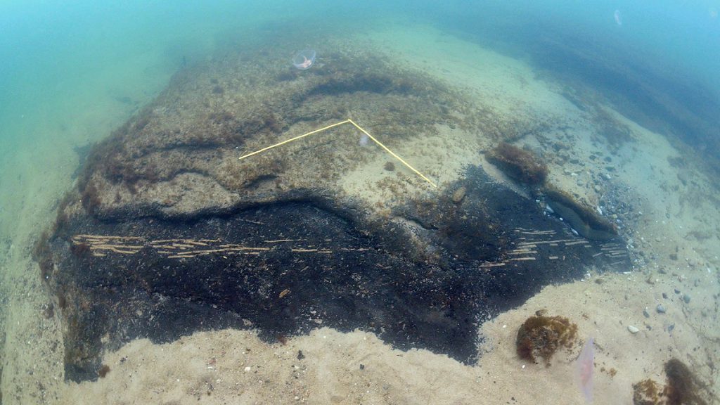 Flätade hasselkäppar som för cirka 9 000 år sedan utgjorde en stationär fiskfälla. Foto: Arne Sjöström