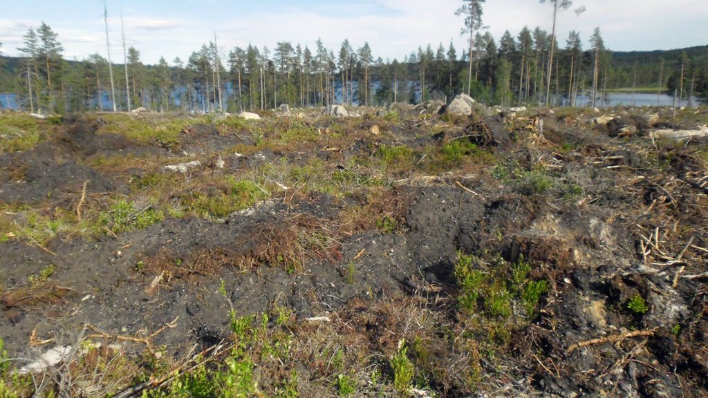 Lämning efter en kolmila har vänts upp efter en skogsavverkning. Foto: Skogsstyrelsen Värmland