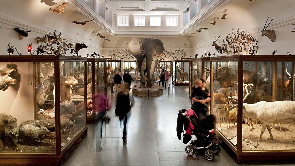 Däggdjurssalen på Göteborgs naturhistoriska museum. Foto: Västarvet