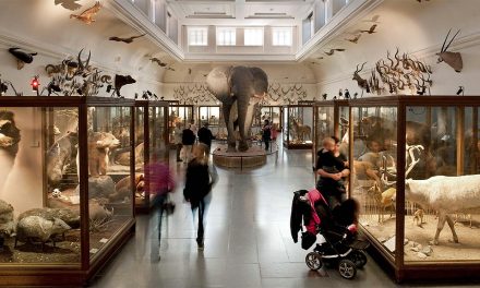 Fri entré på Göteborgs naturhistoriska museum från årsskiftet