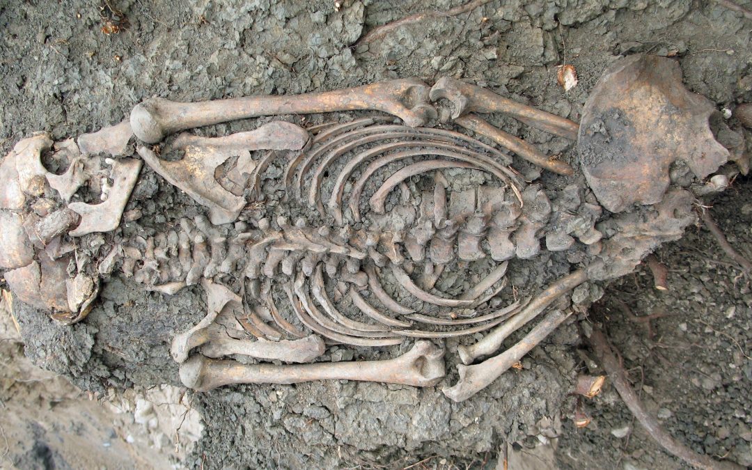 Ny studie visar på långväga inflyttning till vikingatidens Sigtuna