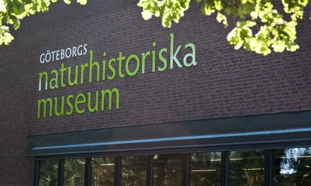 Mänskliga kvarlevor flyttades från Göteborgs naturhistoriska museum