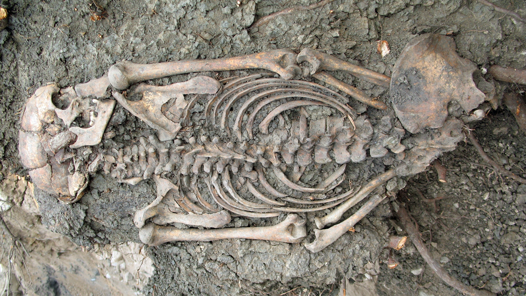 Vuxen man begravd i Sigtuna på 1000-talet. Foto: Sigtuna Museum