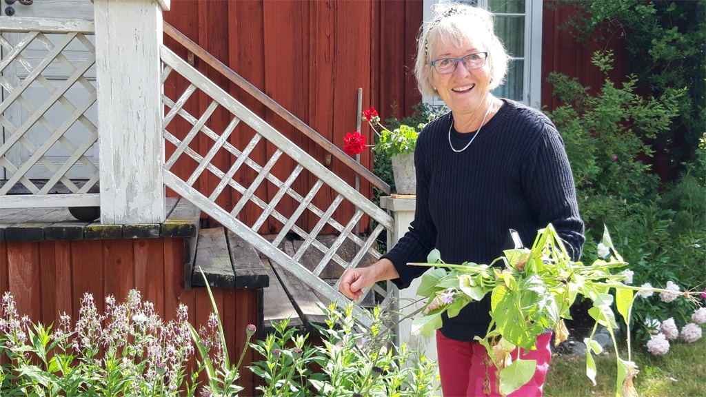 Britta Grenås, en av de frivilliga som sköter trädgården vid Stora Hyttnäs i Dalarna. Foto: Tina Westerlund/Göteborgs universitet
