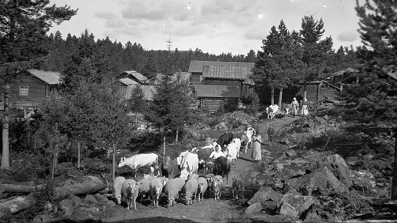 Axi fäbodar i Dalarna 1920. Foto: Karl Lärka. Ur Mora Bygdearkivs samlingar
