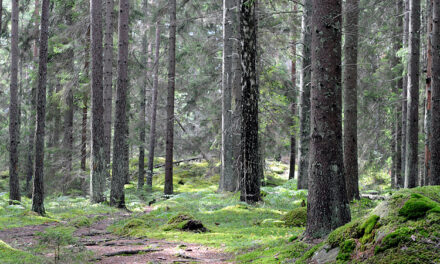 Granen tog 10 000 år på sig att återerövra Sverige
