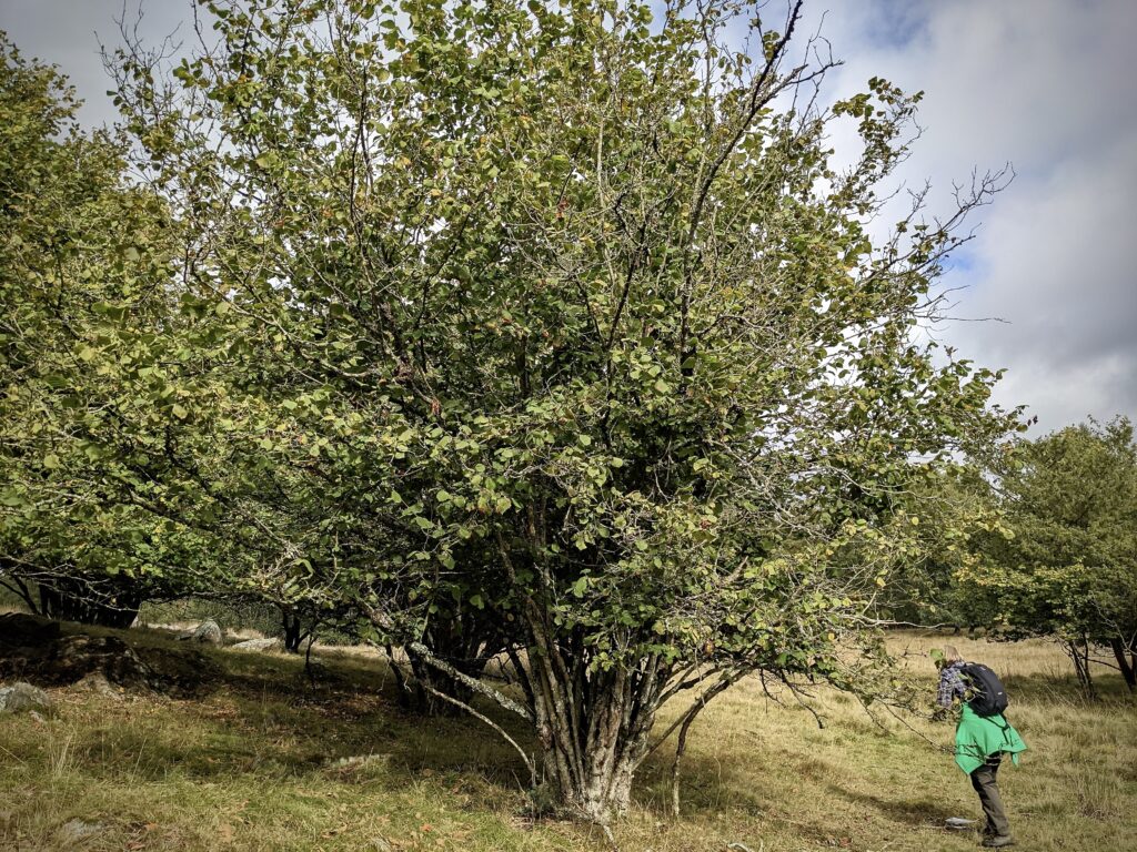 Provtagning av hasselnötter i naturreservatet Dörröds Fälad. Foto: Amy Styring