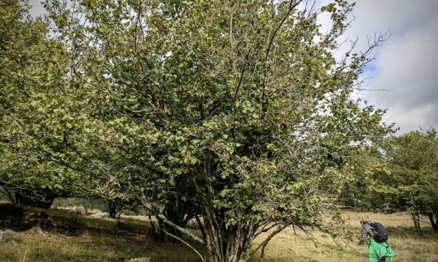 Hasselnöten avslöjar landskapets förändring