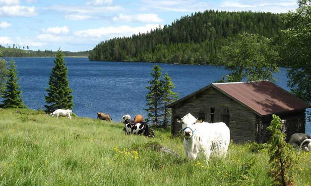 Fäbodbruk är en del av mänsklighetens kulturarv