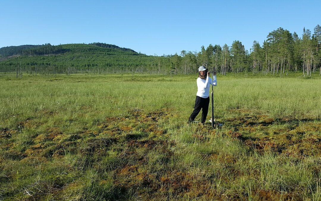 Ny forskning undersöker medeltida pollen i myrar