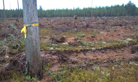 Fyra av tio fornlämningsområden skadade vid skogsbruk