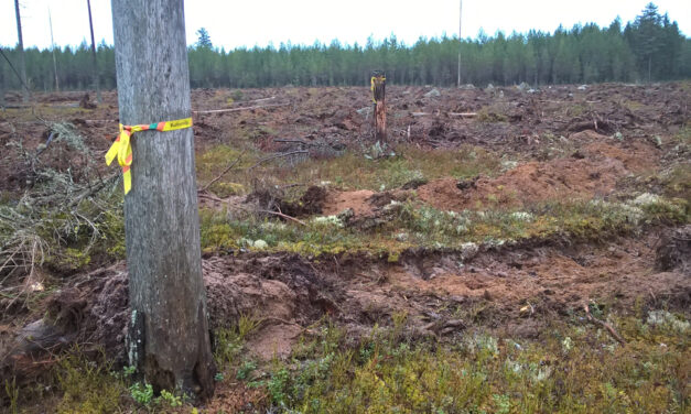 Fyra av tio fornlämningsområden skadade vid skogsbruk