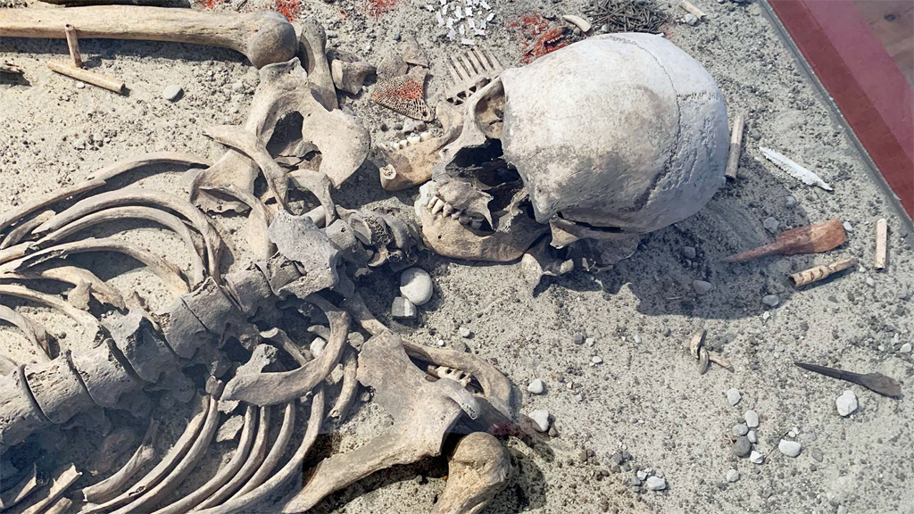 Ett 5 000 år gammalt skelett från Ajvide på Gotland. Foto: Torbjörn Ahlström/Lunds universitet
