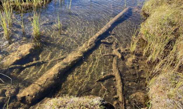 Trädens årsringar avslöjar varmaste klimatet på 1200 år